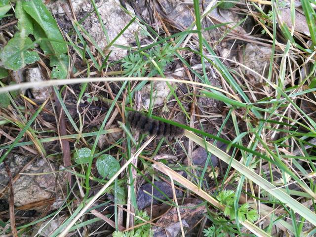 Larva di Amata cfr. kruegeri kruegeri (Erebidae Arctiinae)